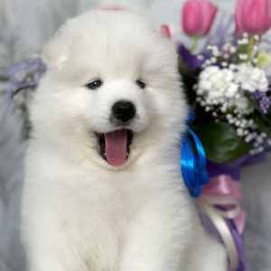 Samoyed Look, Samoyed Breed Info