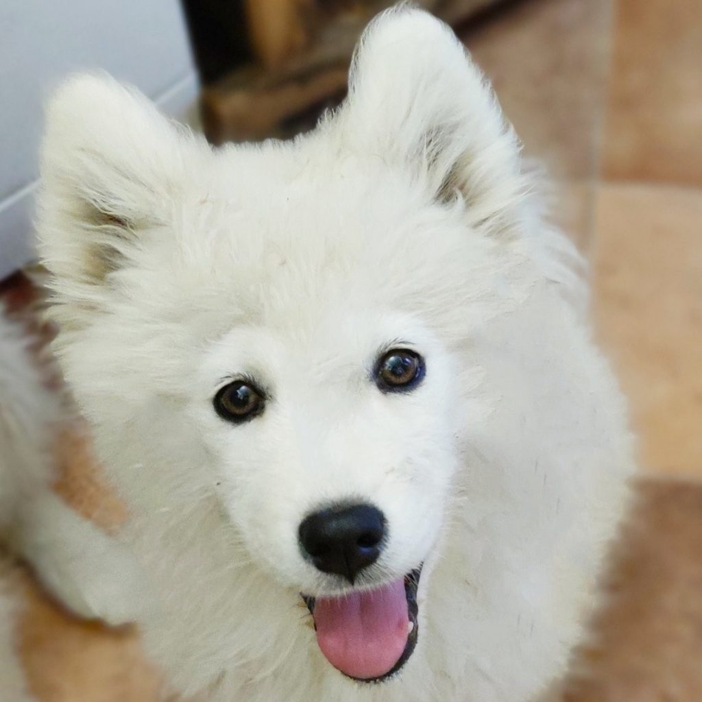 are samoyeds aggressive