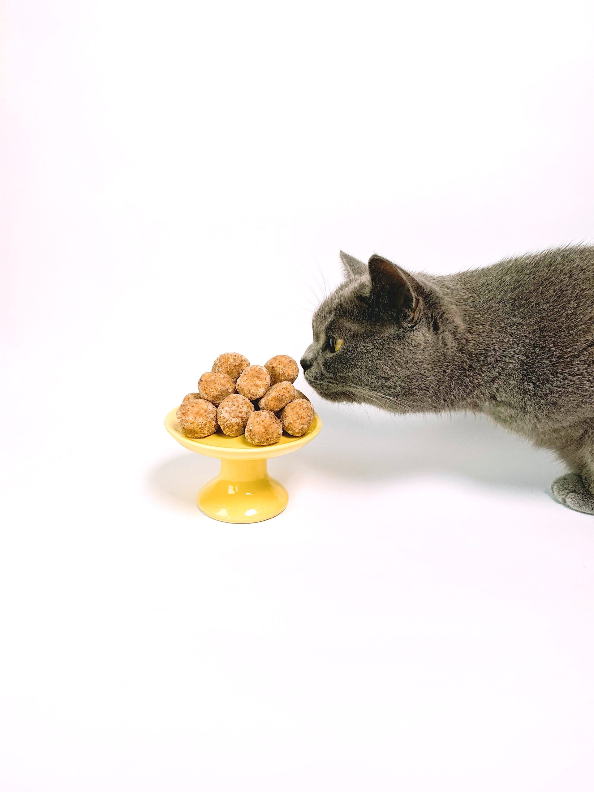 cat looking at food for what to feed your kitten article