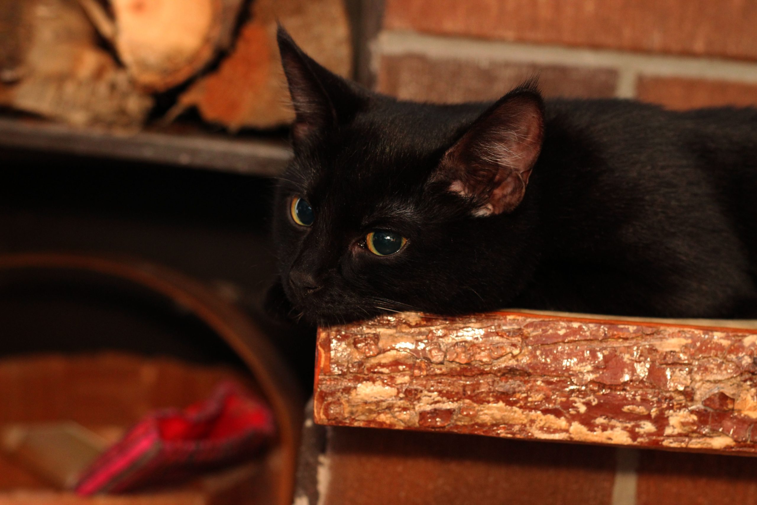 Black Bombay Cat with Yellow Eyes
