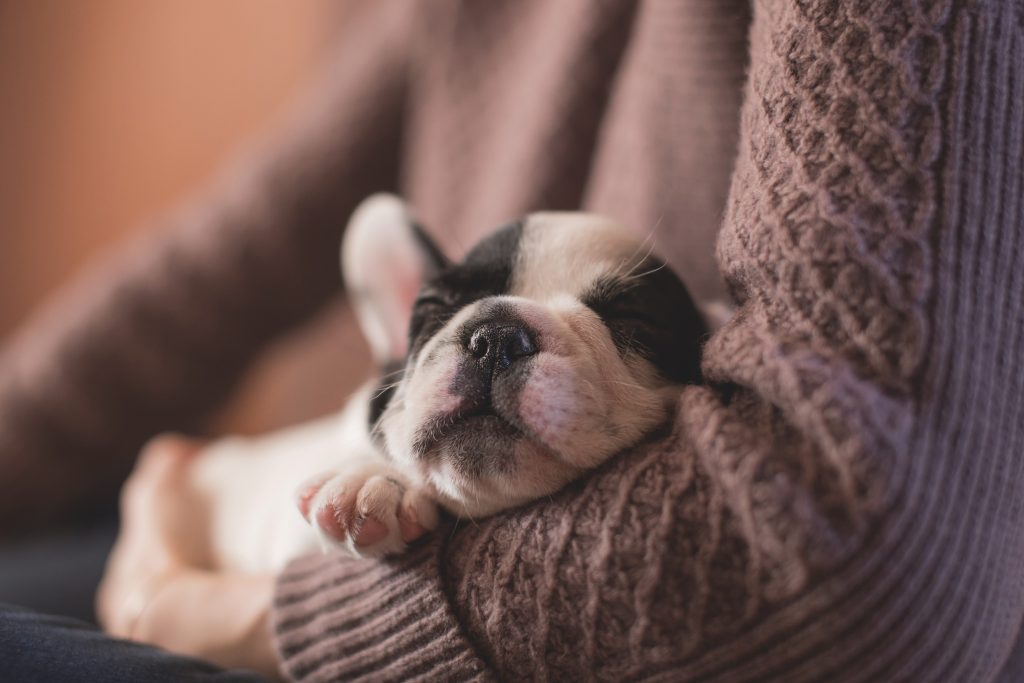 French Bulldog Puppy Sleeping