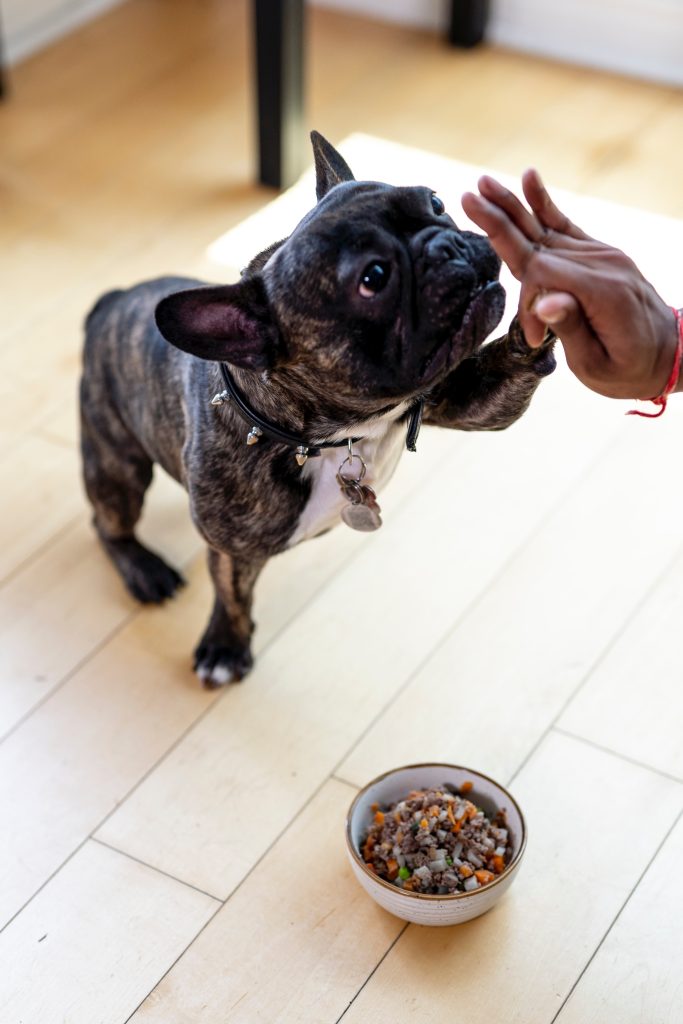 French Bulldog Puppy Training