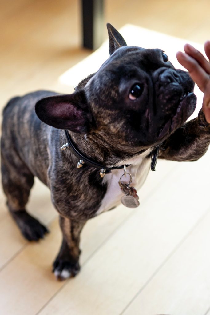 Purebred French Bulldog