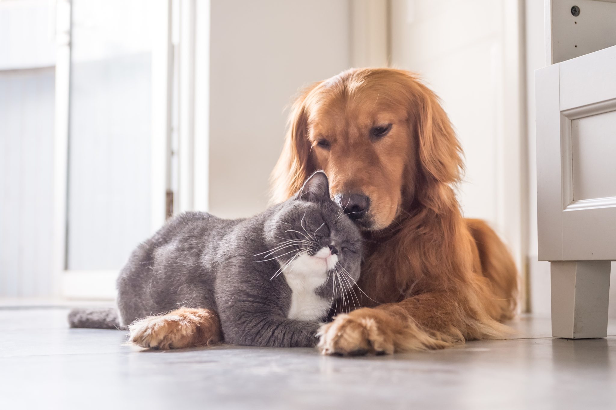 do-cats-and-dogs-get-along-adopt-or-buy