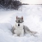 siberian husky in snow, eight below true story